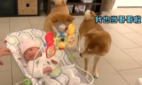 女主带宝宝回家，告诉柴犬是它“妹妹”，没想到态度不同了