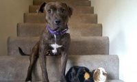 都说把比特犬和荷兰猪养在一起不安全性,但主人家還是那麼干了