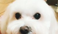爱犬过世大半年，本认为已不伤心的她，见到这一刻一瞬间泪崩……