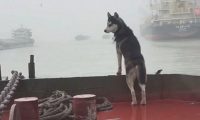 主人家带二哈航行，狗子立在船首仰首望向远方