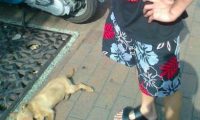 台湾男子徒手虐死幼犬 称“我教训它不关别人的事!”