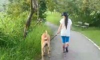 贪吃高山犬壮硕似牛 内心却是爱哭过小孩子