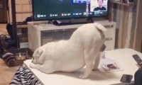 狗狗向主人撒娇，撅起屁股对着她求摸摸