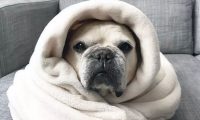 这些年被包囊起來的斗牛犬：它溫暖了你，你溫暖了它的心！