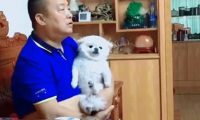 男子看电视剧习惯性怀着狗狗,狗狗却一脸的万般无奈:谁可以帮帮我呀
