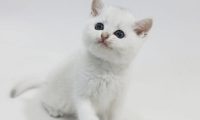 网上卖萌的猫猫狗狗,能给自己赚到鱼干狗粮吗?