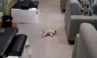 美甲店邀请小柴犬上班，这小奶狗却超不敬业，第一天上班就在店里睡大觉