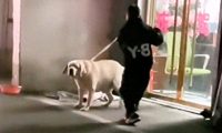 小男孩用绳子抽打店门口的狗狗，它边闪躲还边摇尾巴示好，好心疼