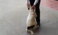 流浪狗街头看到恩人开心撒娇-最后目送恩人离开