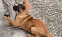 狗狗抱住小男孩就是不走，视频引发热议