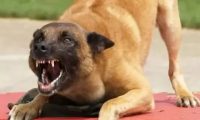 狼犬发狂咬了 1 岁女婴的脸，后连咬 7 人！连主人也没放过