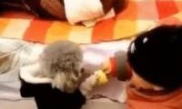 泰迪够不着玩具，撒娇让小主人帮忙，一人一狗交流毫无障碍
