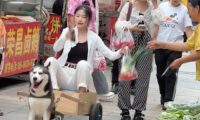 自制狗拉车,让哈士奇去买菜!二哈:这个家没我早散了