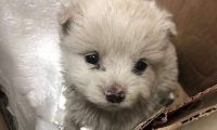 邻居捡到只流浪犬，养二天感觉不便就又丢掉，女生见到后坚决收留