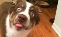 国外铲屎官纷纷晒起了澳洲牧羊犬,不过这画风怎么越看越像二哈