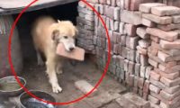 金毛回农村家乡，被当做小土狗养了数月，狗狗日渐削瘦很是憋屈