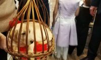 又送狗了!普京给一名12岁乌克兰残废女孩赠予金毛犬，以协助其独特医治