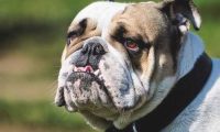 斗牛犬最受欢迎的前十名英文名字排名榜，想给小狗取个外国名字吗？