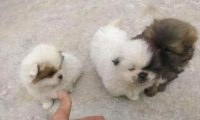 女子捡了3只流浪狗,却被老妈全扔了