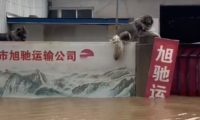 洪水中两只狗躲到了围墙上,人们想救它们却不愿走