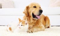猫狗过节,掏空年轻人的钱包:美容500元,拍照花上千