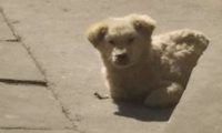 大街上巧遇只流浪犬，总感觉它有哪些心思，送去查验后女生心都凉了