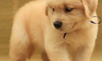 猴子绑架小狗，将其扣在树梢上三天，虽然动机不明但结局令人温暖