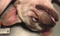 斗牛犬生产剖腹产多少钱 | 斗牛犬剖腹产身亡，主人索赔15.5万