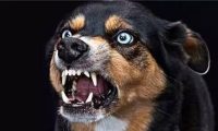 狂犬病为何致死率高达100%现代医学这么发达,如何对抗狂犬病?