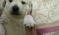 不可以将狗狗寄养宠物在亲戚家,回家见到这货的那样,都快禁不住痛哭