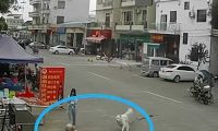 狗绳绊倒老人致其死亡，牵狗女孩逃离现场