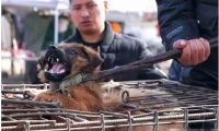 狗贩子街头吆喝卖狗，爱狗人士不忍出价赎救，狗贩行为却引发民怒