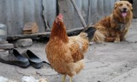 城市狗狗来到乡下后，竟被一群鸡欺负，狗粮天天被霸占敢怒不敢言