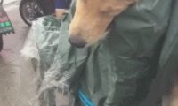 网友带小狗出门下大雨,自身淋着,金毛却衣着雨衣