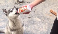 狗狗被主人喂酒 | 主人喂狗狗茅台白酒,结果很尴尬,狗狗当场喝挂了!