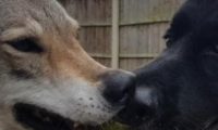 铲屎官邀请德牧来做客，狼犬的反应亮了，笑得主人胃抽筋