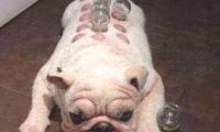 现在狗狗懂得享受生活,天天爱上拔火罐,背后的原因让人哭笑不得