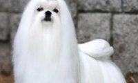 令人哭笑不得的高大尚贵族犬