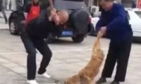 狗主当街殴打金毛致死，临死金毛还在不断摇尾巴求饶！