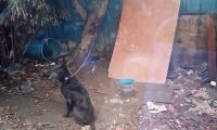 露宿户外老黑狗 台风来前获救援