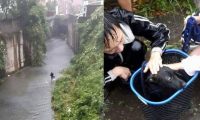 小黑狗暴雨中卡水沟 黑衣暖男洗衣篮捞上轻抚