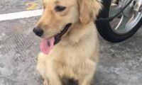 迷路金意外客串警犬 狂吠偷车贼帮忙逮人
