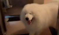 怕狗的朋友来家里做客，萨摩耶使劲往她身子上蹭，这笑容太贱了！