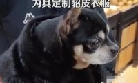 男子花2000元为宠物狗定制貂皮衣服,网友:人不如狗