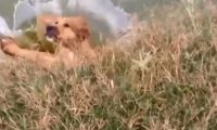 狗狗被骂出走,坐着小河边翻滚出气,一不小心竟把自己坑惨了