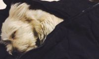 小狗用衣服裤子包囊着被抛弃在公交车站牌,看见窗前的小可怜,我下了车