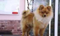 爱犬美容惨遭剪耳主人找宠物店理论