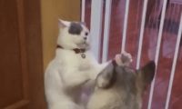 猫咪被狗逼角落欺负,最终无奈的还了几下