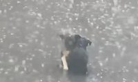 流浪狗暴雨中相拥终获救，好心人伸出援手给予新家