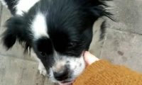 捡了只流浪犬,带回去后被老人说:养这类狗狗简直晦气,别养了
